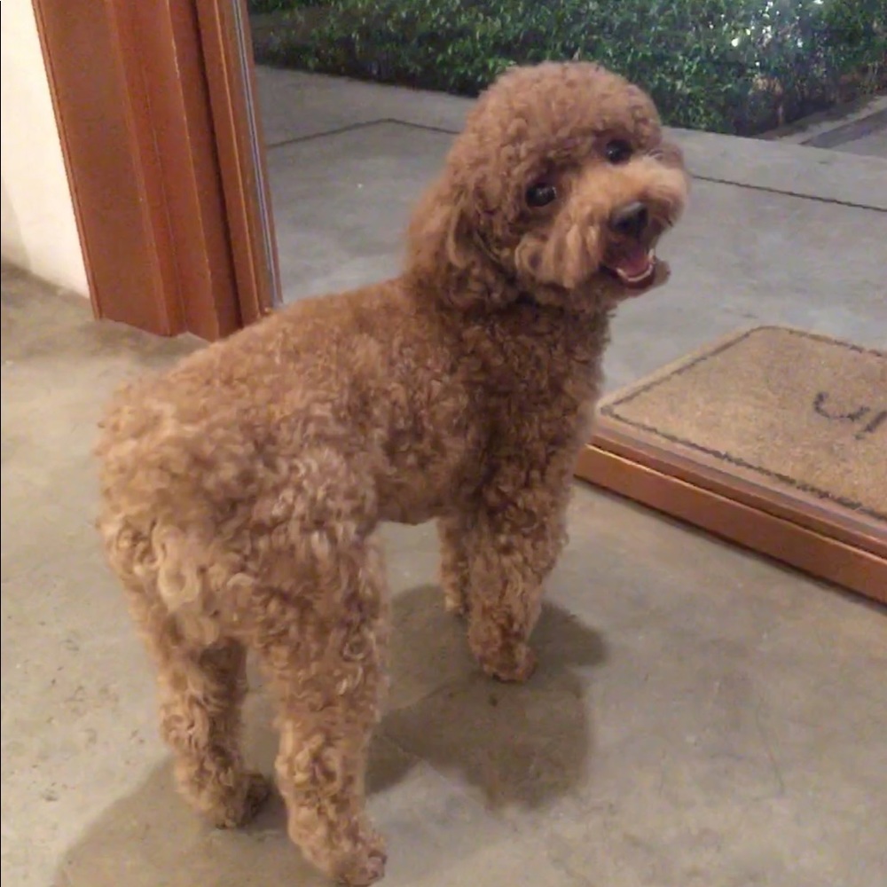 Meet your Posher, Shannon